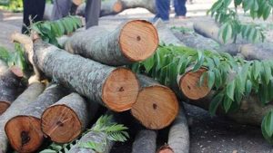 Gỗ ngọc am là gì