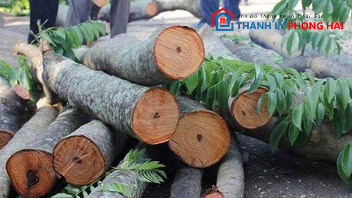 go-ngoc-am-la-gi Gỗ Ngọc Am Là Gì? Phân Loại & Đặc Điểm Nhận Biết