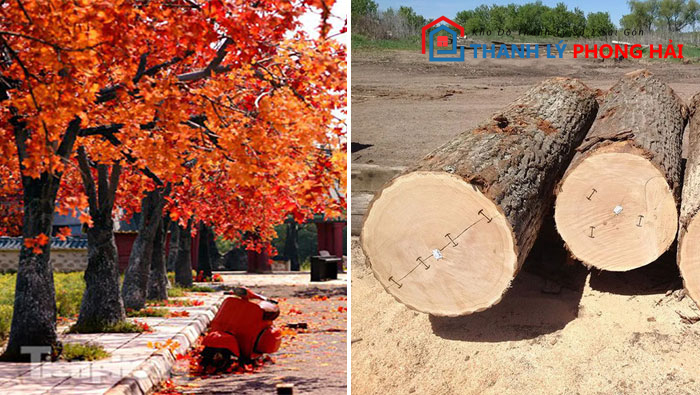 go-phong-la-gi Gỗ Phong Là Gì? Phân Loại & Đặc Điểm Nhận Biết