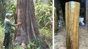 Gỗ thuỷ tùng là gì