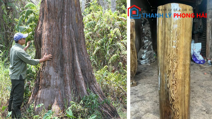 go-thuy-tung-la-gi Gỗ Thủy Tùng Là Gì? Phân Loại & Đặc Điểm Nhận Biết