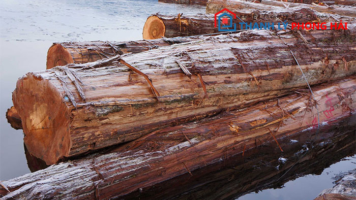 go-tuyet-tung Gỗ Tuyết Tùng Là Gì? Phân Loại & Đặc Điểm Nhận Biết