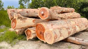 Gỗ vên vên là gì