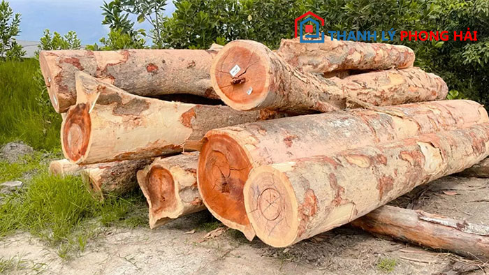 go-ven-ven-la-gi Gỗ Vên Vên Là Gì? Phân Loại & Đặc Điểm Nhận Biết