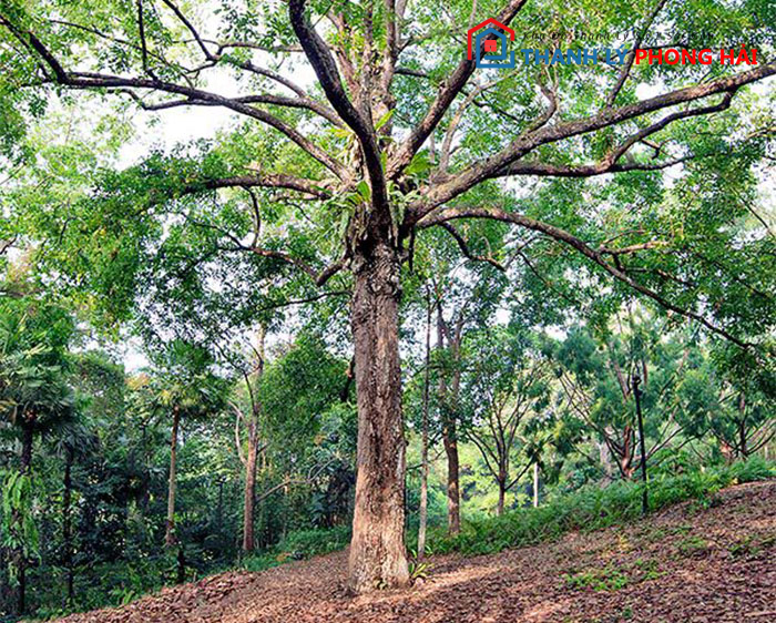 cay-ca-chit Gỗ Cà Chít Là Gì? Phân Loại & Đặc Điểm Nhận Biết