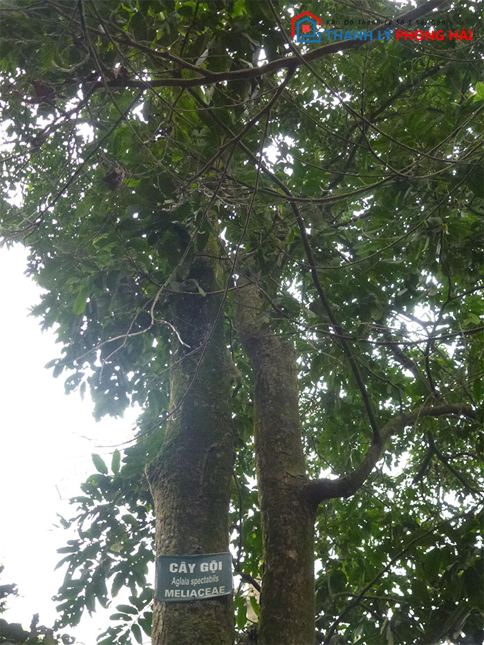 cay-goi Gỗ Gội Là Gì? Phân Loại & Đặc Điểm Nhận Biết