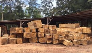 Gỗ bạch tùng là gì