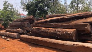 Gỗ gà chít là gì