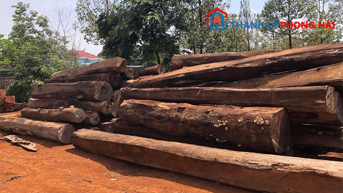 go-ca-chit-la-gi Gỗ Cà Chít Là Gì? Phân Loại & Đặc Điểm Nhận Biết