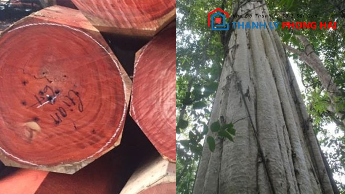 go-goi-la-gi Gỗ Gội Là Gì? Phân Loại & Đặc Điểm Nhận Biết