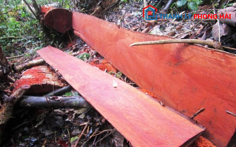 go-goi-thuc-te Gỗ Gội Là Gì? Phân Loại & Đặc Điểm Nhận Biết