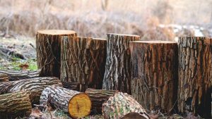 Gỗ muồng là gì