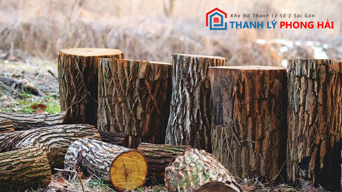 go-muong-la-gi Gỗ Muồng Là Gì? Phân Loại & Đặc Điểm Nhận Biết