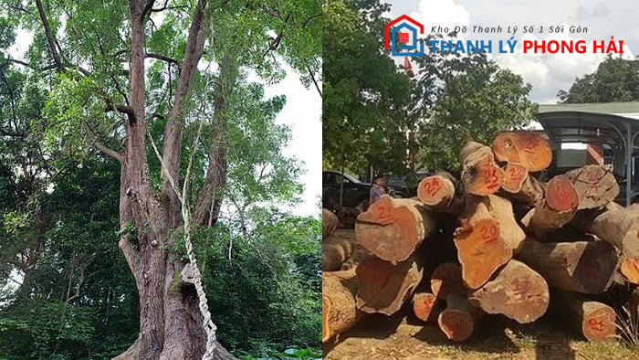 go-trai-la-gi Gỗ Trai Là Gì? Phân Loại & Đặc Điểm Nhận Biết