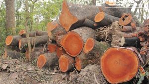 Gỗ xà cừ là gì