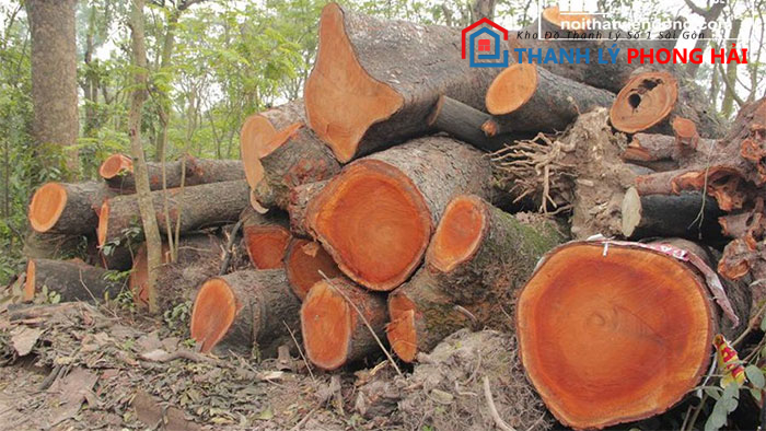 go-xa-cu-la-gi Gỗ Xà Cừ Là Gì? Phân Loại & Đặc Điểm Nhận Biết