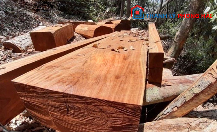 nhan-biet-go-trai Gỗ Trai Là Gì? Phân Loại & Đặc Điểm Nhận Biết