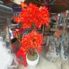 Chậu Cây Lá Phong Trang Trí Màu Đỏ Cũ